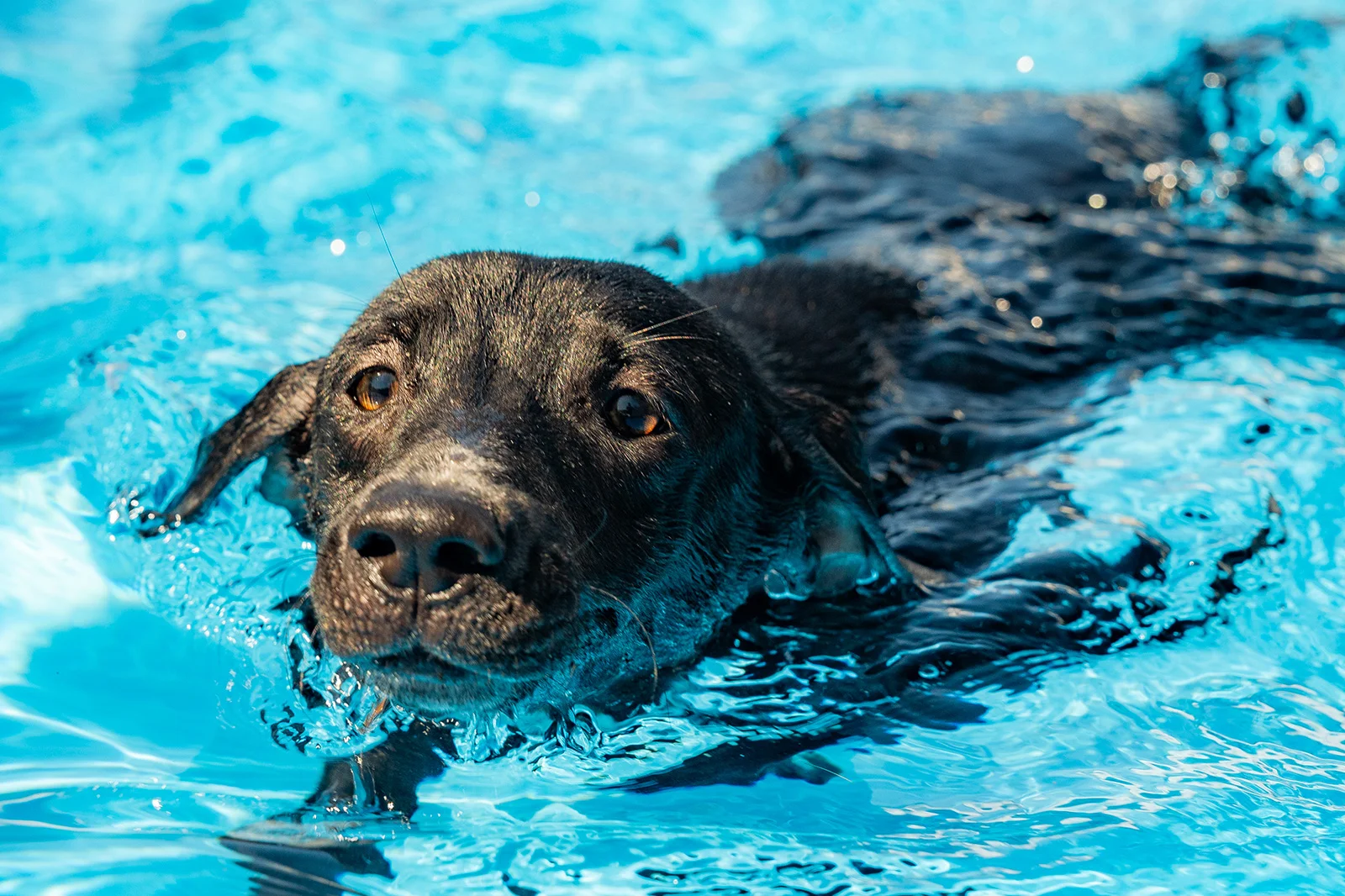 A Dog’s New Life Marival Distinct